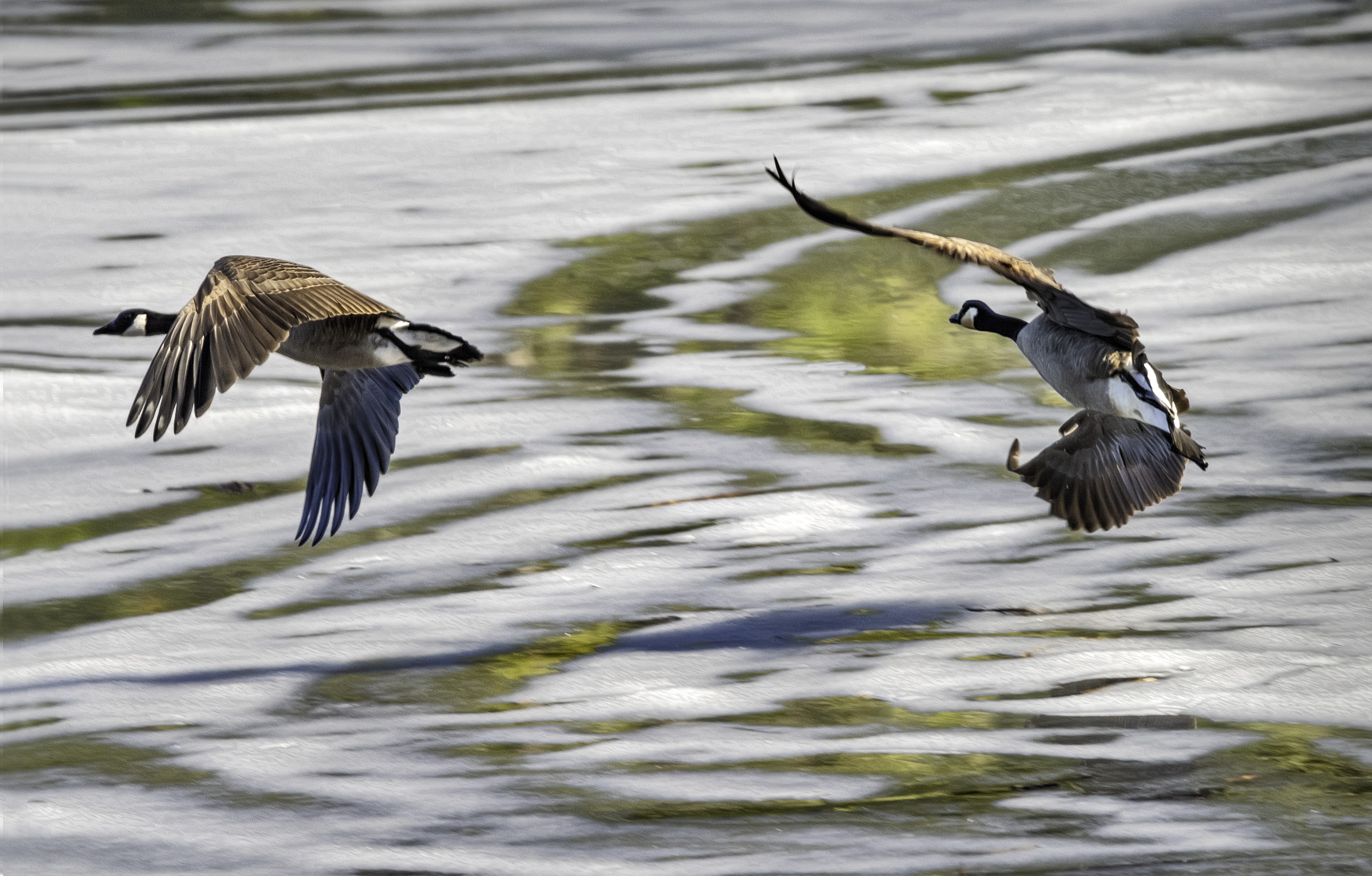 Photo Gallery | Wrangell Alaska